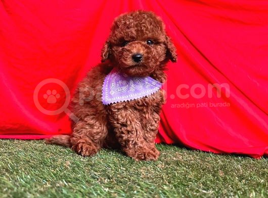 Tüy Dökmez Koku Yapmaz A Kali̇te Toy Poodle Bebekleri̇mi̇z görsel