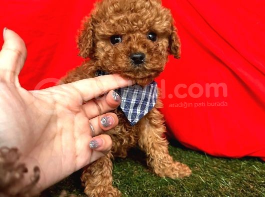 Tüy Dökmez Koku Yapmaz A Kali̇te Toy Poodle Bebekleri̇mi̇z