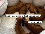 Tarçın ve Lukanın bebişleri eylülde teslim