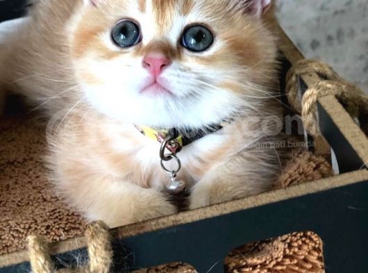 A Kalite Bri̇ti̇sh Shorthai̇r Golden  Yavrular görsel