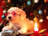 Maltese Terrier Yavrularımız Eviniziz Neşesi Olacaktır