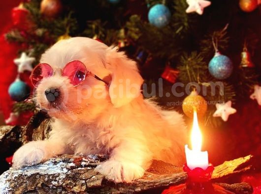 Maltese Terrier Yavrularımız Eviniziz Neşesi Olacaktır görsel