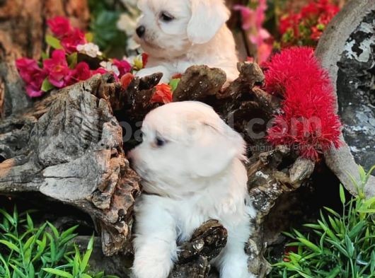 Maltese Terrier Yavrularımız Eviniziz Neşesi Olacaktır görsel