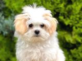 Sağlık Garantili Morkie Yavrumuz