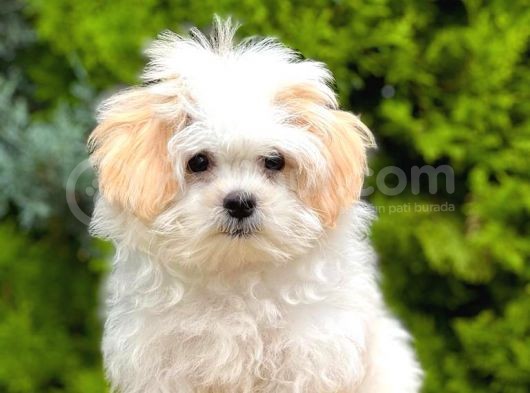 Sağlık Garantili Morkie Yavrumuz görsel