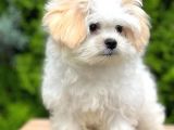 Sağlık garantili morkie yavrumuz