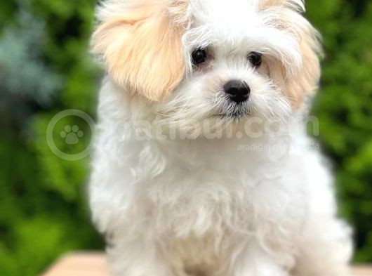 Sağlık Garantili Morkie Yavrumuz