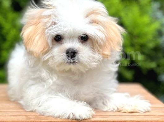 Sağlık Garantili Morkie Yavrumuz görsel