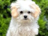 Sağlık Garantili Morkie Yavrumuz