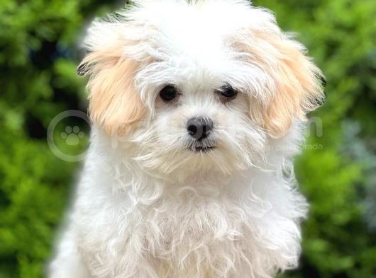 Sağlık Garantili Morkie Yavrumuz görsel
