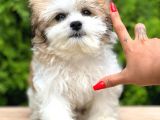 Türkiyenin En Güzel Morkie Yavruları