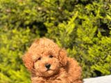 Harry poodle