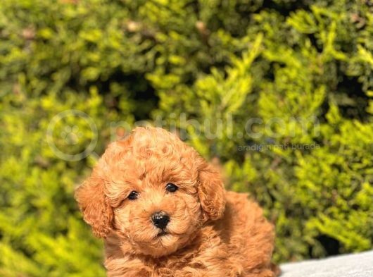 Harry Poodle