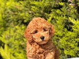 Harry Poodle