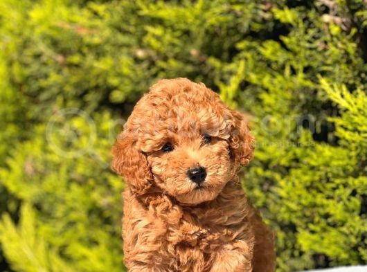 Harry Poodle görsel