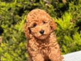 Harry Poodle