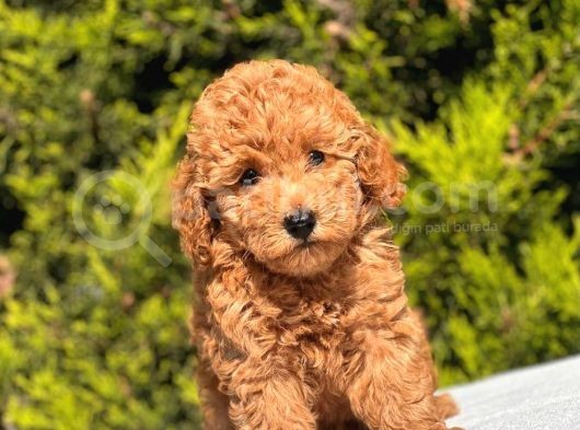 Harry Poodle görsel