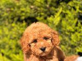 Harry Poodle