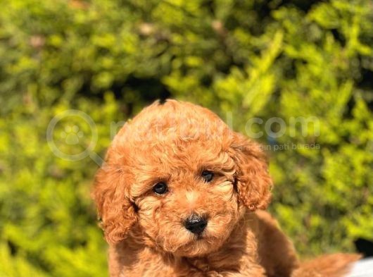 Harry Poodle görsel