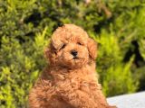 Harry Poodle