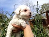 Maltese Terrier Yavrularımız Eviniziz Neşesi Olacaktır