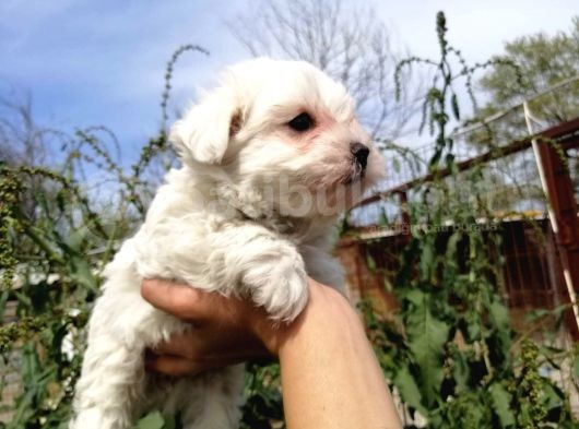Maltese Terrier Yavrularımız Eviniziz Neşesi Olacaktır görsel