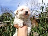 Maltese Terrier yavrularımız Eviniziz Neşesi Olacaktır