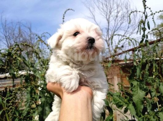 Maltese Terrier Yavrularımız Eviniziz Neşesi Olacaktır
