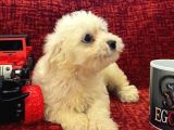 Minik Pamuk Bebekler