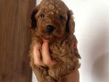 Toy Poodle Yavrularımız Evinizin Neşesi Olacaktır