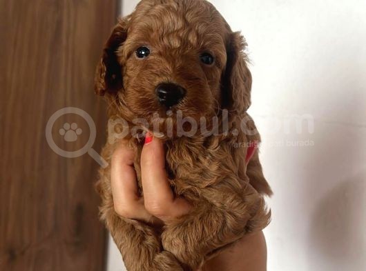 Toy Poodle Yavrularımız Evinizin Neşesi Olacaktır görsel