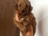 Toy Poodle Yavrularımız Evinizin Neşesi Olacaktır