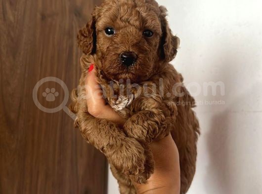 Toy Poodle Yavrularımız Evinizin Neşesi Olacaktır görsel