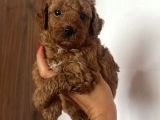 Toy Poodle Yavrularımız Evinizin Neşesi Olacaktır
