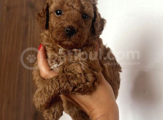 Toy Poodle Yavrularımız Evinizin Neşesi Olacaktır