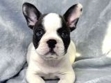 Muhteşem fransız bulldog yavruları