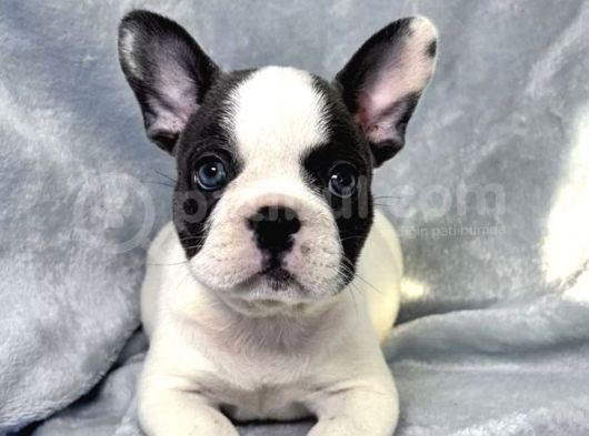 Muhteşem Fransız Bulldog Yavruları