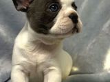 Muhteşem Fransız Bulldog Yavruları