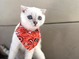 Scottish Fold Bebeğimiz Yeni Yuvasına Gitmeye Hazır