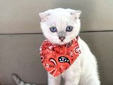 Scottish fold bebeğimiz yeni yuvasına gitmeye hazır