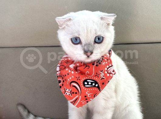 Scottish Fold Bebeğimiz Yeni Yuvasına Gitmeye Hazır