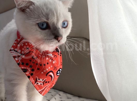 Scottish Fold Bebeğimiz Yeni Yuvasına Gitmeye Hazır görsel