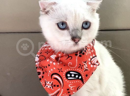 Scottish Fold Bebeğimiz Yeni Yuvasına Gitmeye Hazır görsel
