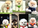 Pomeranian Boo Yavrularımız Evinizin Neşesi Olacaktır