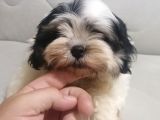 Sıfır numara harika kaliteli shihtzu