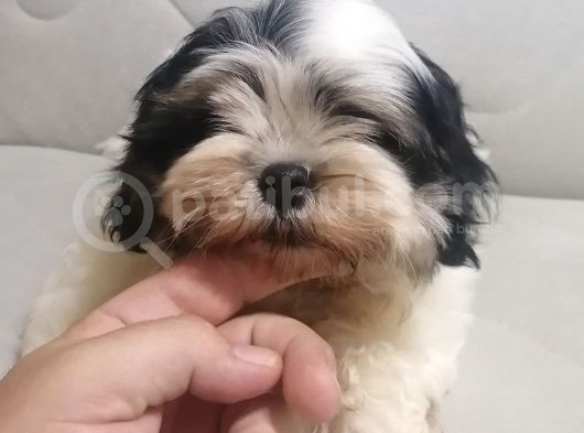 Sıfır Numara Harika Kaliteli Shihtzu