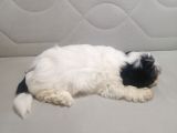 Sıfır Numara Harika Kaliteli Shihtzu