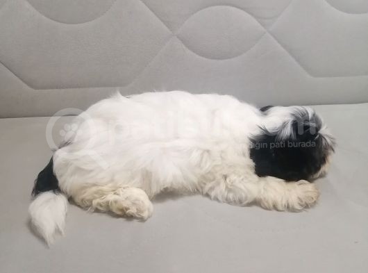 Sıfır Numara Harika Kaliteli Shihtzu görsel