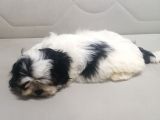 Sıfır Numara Harika Kaliteli Shihtzu
