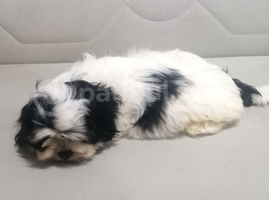 Sıfır Numara Harika Kaliteli Shihtzu görsel